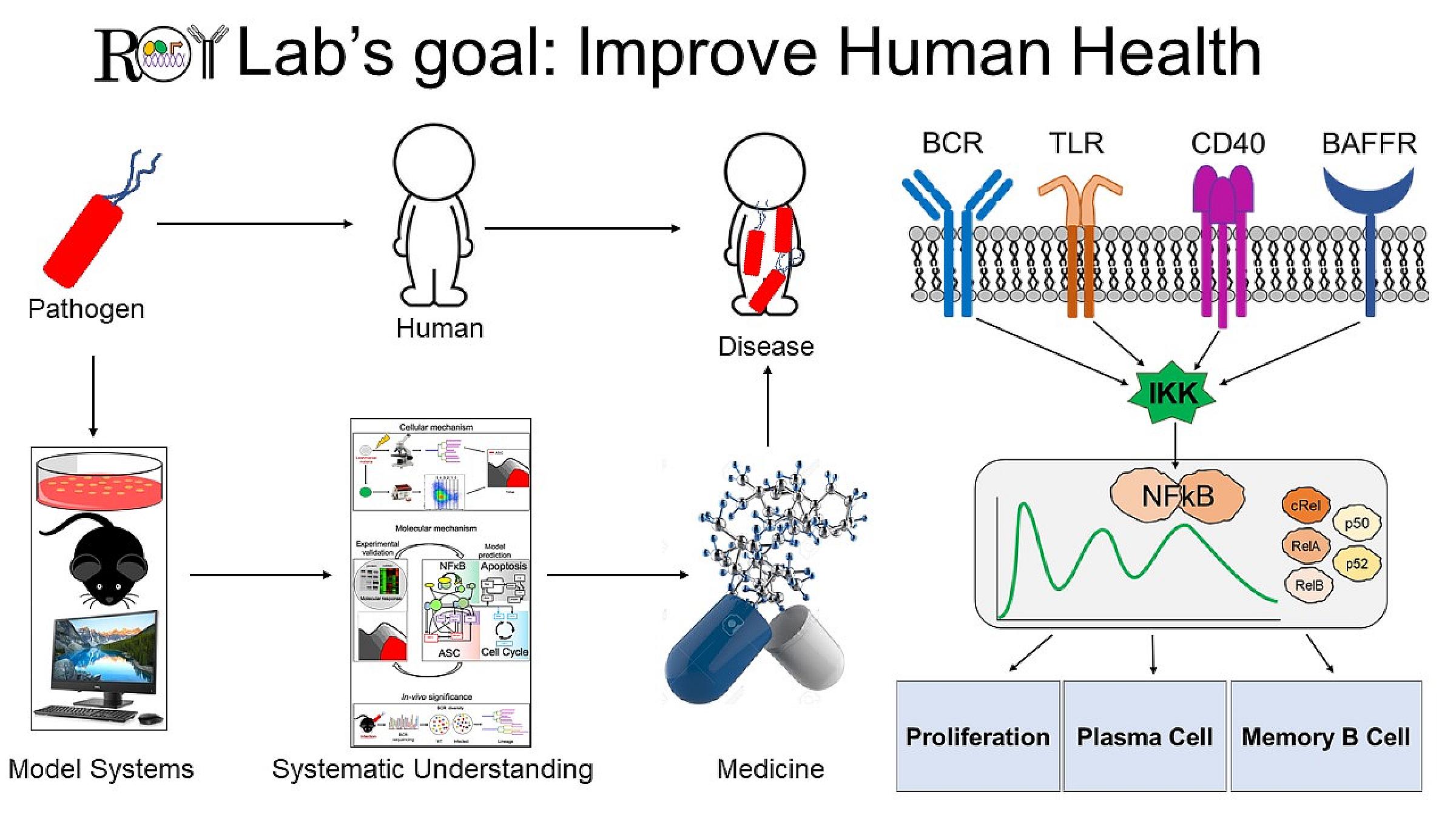 The Roy Lab's goal is to improve Human Health diagram
