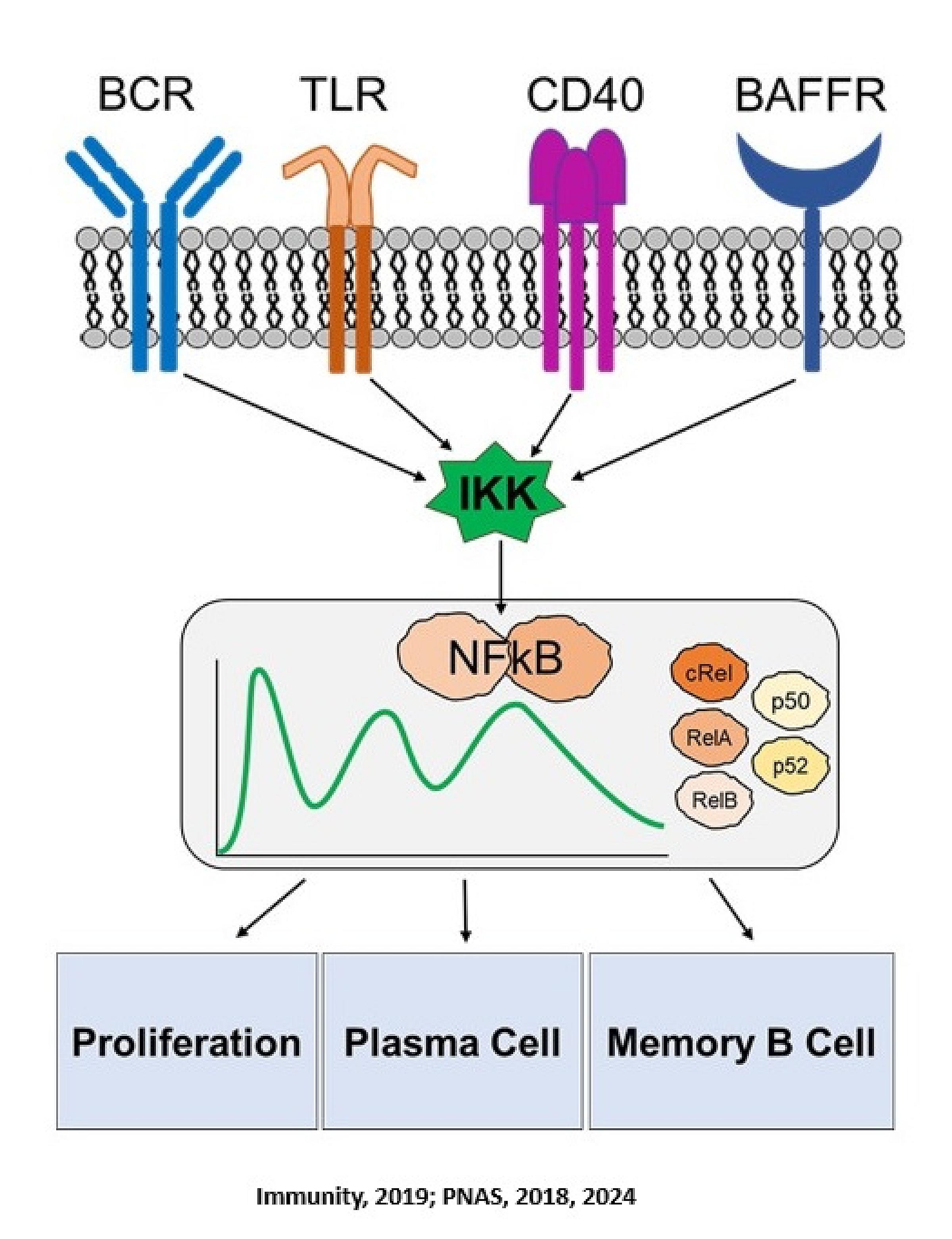 Roy Research NFkB system in B cell fate decision diagram